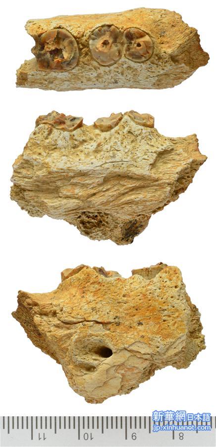 （晚报）（2）西藏阿里发现400多万年前鬣狗化石