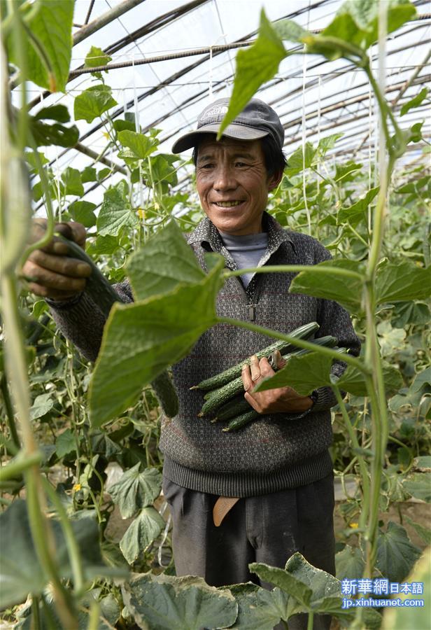 （图文互动）（4）西藏实现“粮袋子”“菜篮子”双丰收