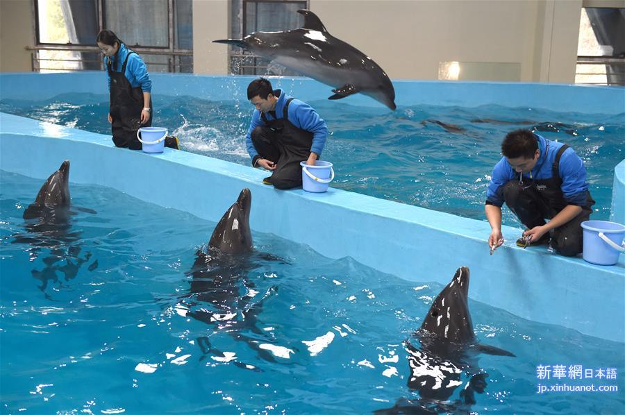 （晚报）（1）日本小海豚入住中国新家