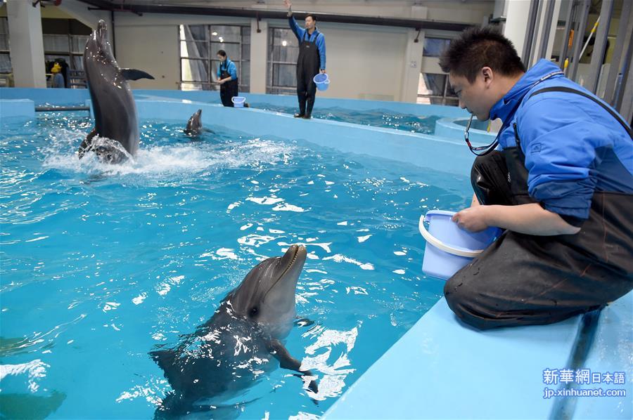 （晚报）（3）日本小海豚入住中国新家
