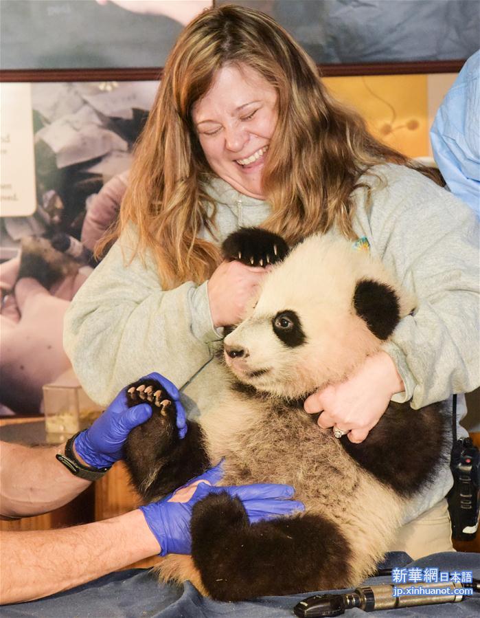（国际）（1）华盛顿国家动物园的大熊猫“贝贝”接受体检