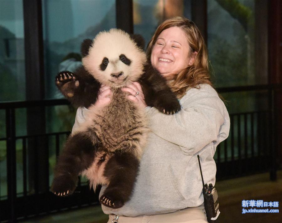 （国际）（3）华盛顿国家动物园的大熊猫“贝贝”接受体检