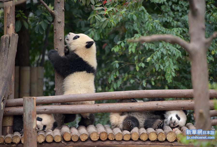 （社会）（2）我国人工圈养大熊猫种群数量达422只