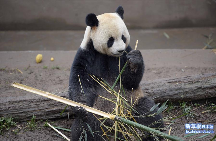 （社会）（3）我国人工圈养大熊猫种群数量达422只