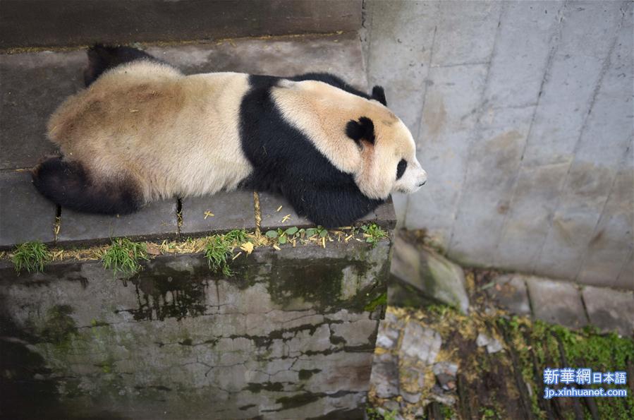 （社会）（4）我国人工圈养大熊猫种群数量达422只