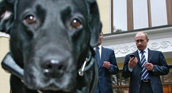 好き プーチン 動物 ロシアのプーチン大統領は犬好き！各国からプレゼントされた愛犬たちを紹介