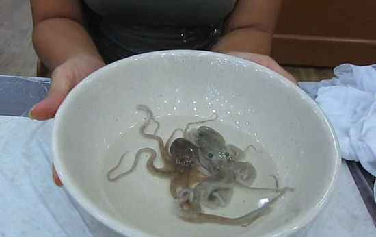 这名女子和她的朋友在首尔鱼市中参观，他们计划活吃章鱼。网页截图
