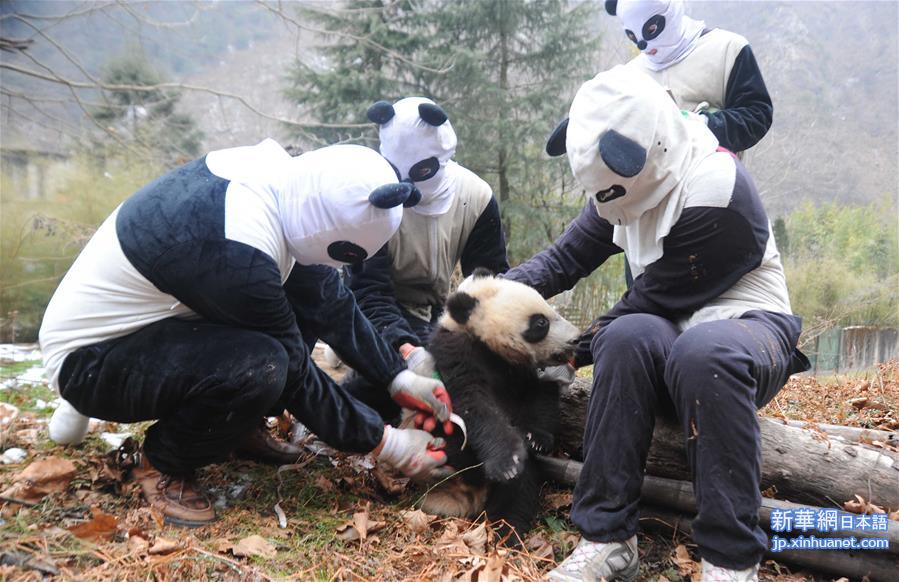 以此分说明为准！（社会）（1）四川：三只大熊猫幼仔参加野化培训