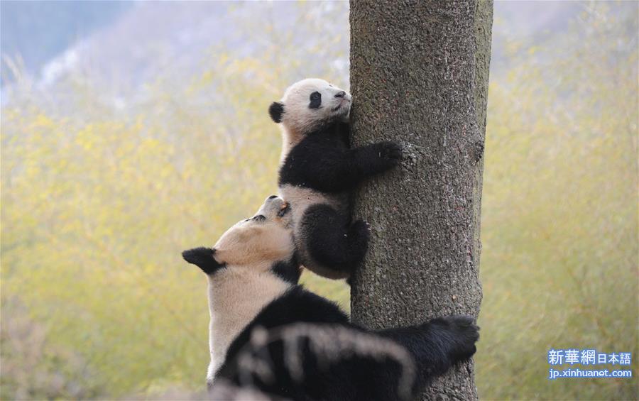 以此分说明为准！（社会）（3）四川：三只大熊猫幼仔参加野化培训