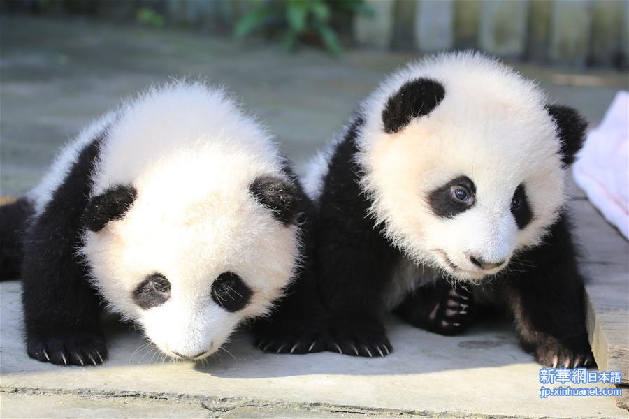 （社会）（3）成都大熊猫双胞胎征名结束：取名“奥林匹亚”和“福娃”