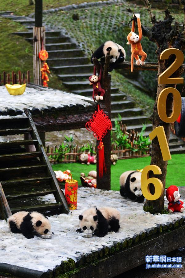 （社会）（3）大熊猫宝宝迎新年