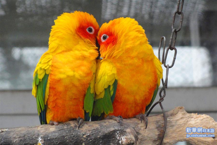 #（晚报）（2）鹦鹉的浪漫情人节