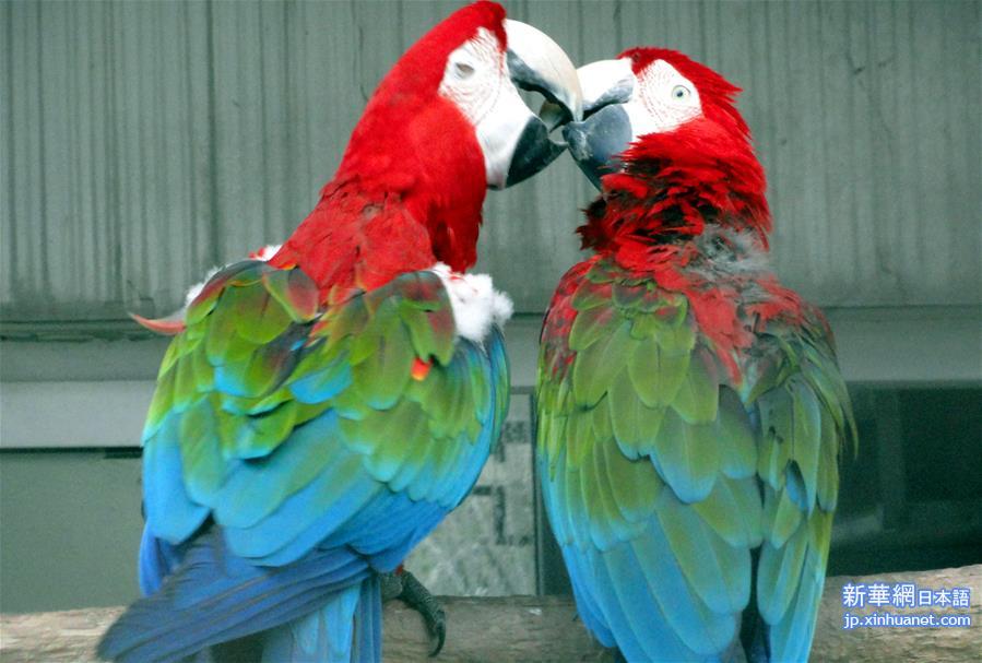#（晚报）（6）鹦鹉的浪漫情人节