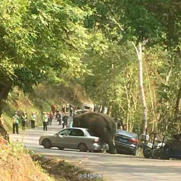 云南西双版纳野象损坏路边14辆汽车