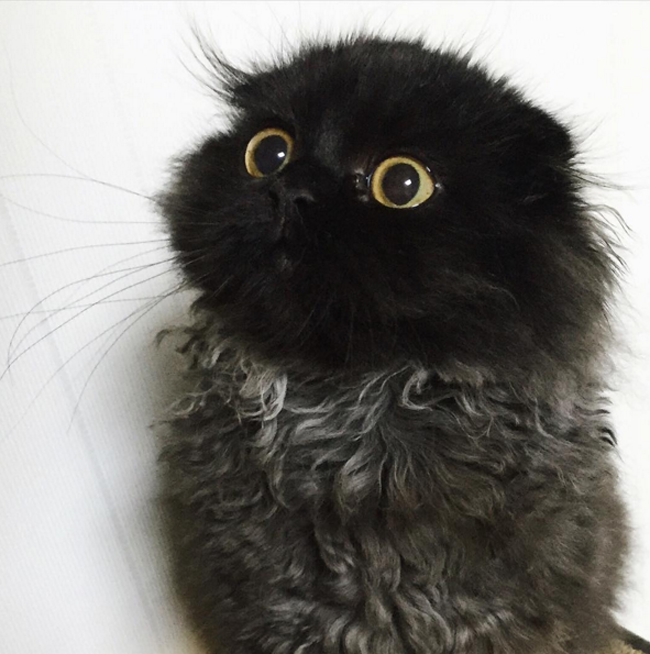 目がまんまるの黒猫がネットで大人気 新華網日本語