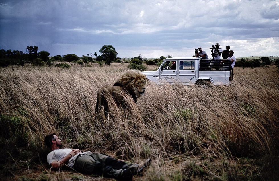 “狮语者”与非洲狮子拍广告 一起摔跤跳舞