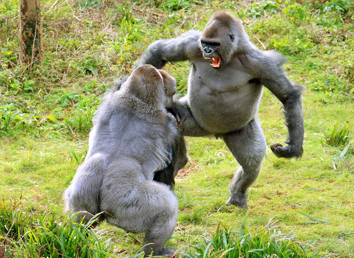 英動物園 2頭のゴリラがジャガイモの取り合いで大喧嘩 新華網日本語