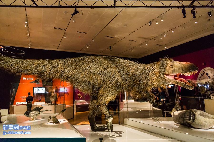 （国际）（1）美国自然历史博物馆举办恐龙进化特展