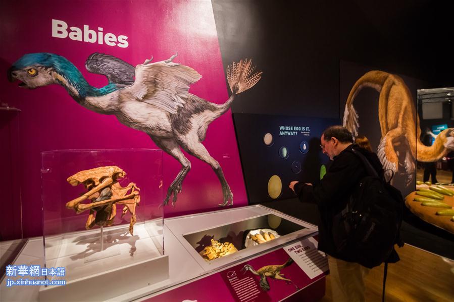 （国际）（4）美国自然历史博物馆举办恐龙进化特展