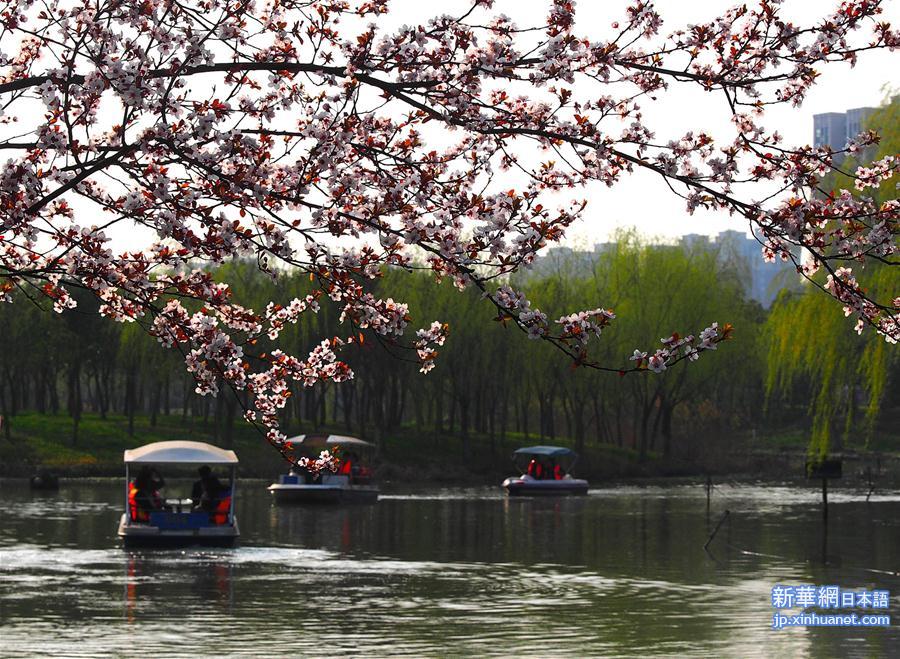 （晚报）（1）上海樱花节即将开幕