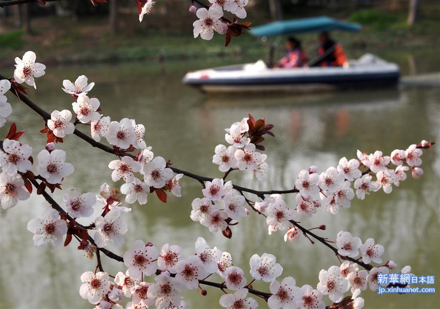 （晚报）（2）上海樱花节即将开幕