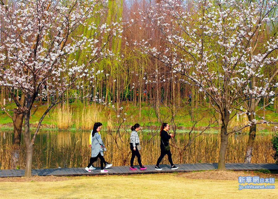 （晚报）（3）上海樱花节即将开幕