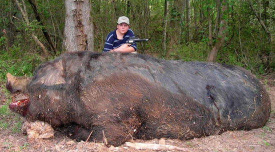 这或许是地球上体积最大大大的野猪。（网页截图）