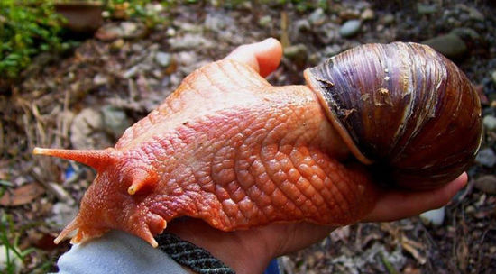 巨型蜗牛或许够一个法国小镇吃好久。（网页截图）