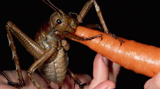 欢迎新的昆虫来到这个世界，赏根胡萝卜。（网页截图）