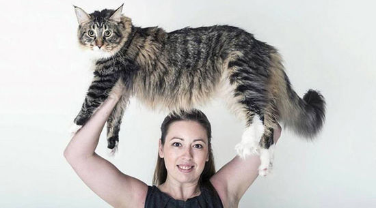 这只猫体重大概在35-45斤，练举重很合适。（网页截图）