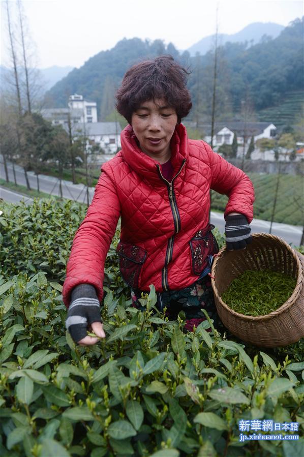 西湖竜井茶、春の一番茶摘みが始まる　浙江省