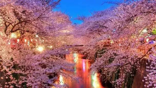 日本の桜シーズン 美しい春を満喫 新華網日本語