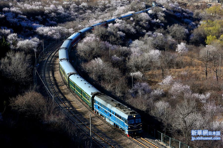 #（春季美丽生态）（4）穿越芬芳的列车