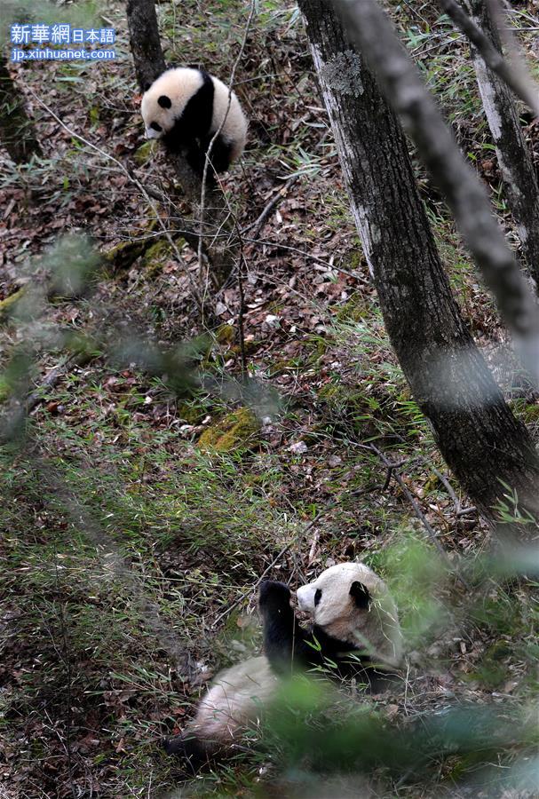 （生态）（3）陕西佛坪：偶遇野生大熊猫
