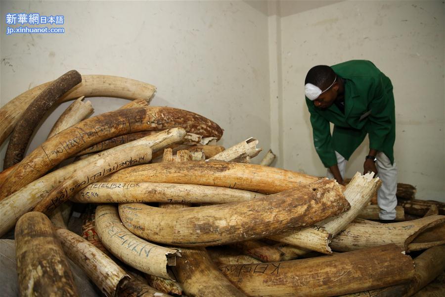 （国际）（1）肯尼亚100多吨象牙和犀牛角待焚毁