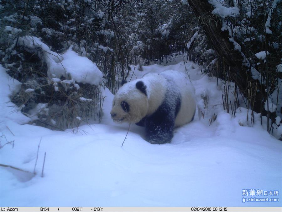 （生态）（1）红外相机记录到野生大熊猫罕见雪景照