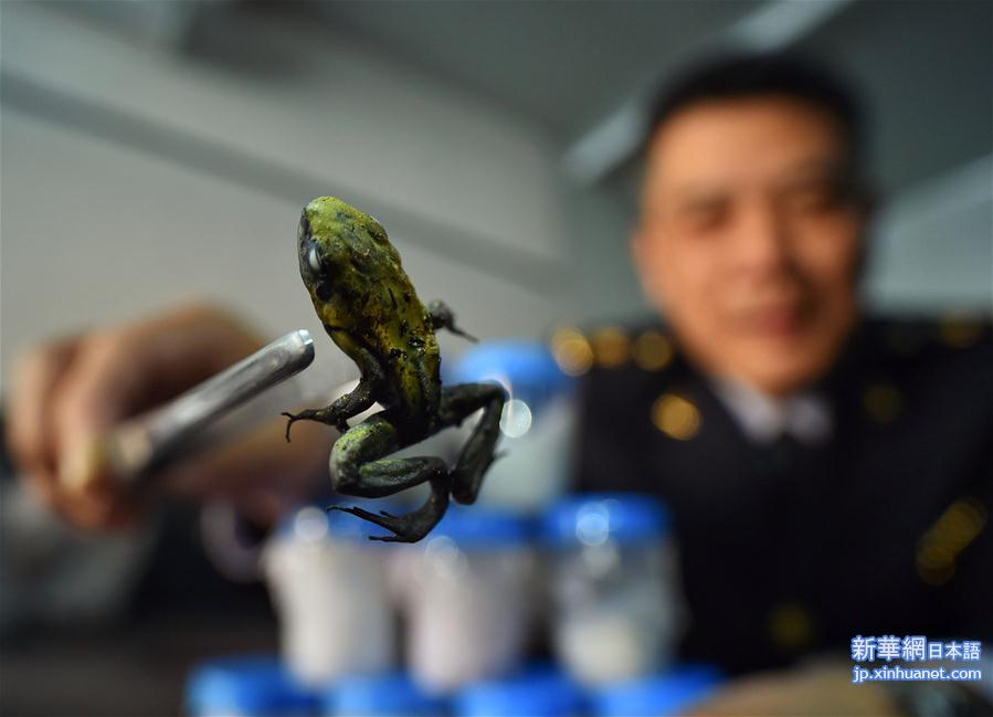 （社会）（1）北京出入境检验检疫局再次截获全球毒性最强物种之一箭毒蛙活体
