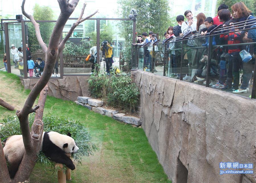 （国际）（2）旅韩“大熊猫夫妇”正式与韩国公众见面