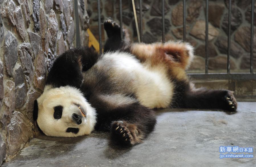 （城乡热点）（3）2016年全球首只圈养大熊猫宝宝在成都诞生