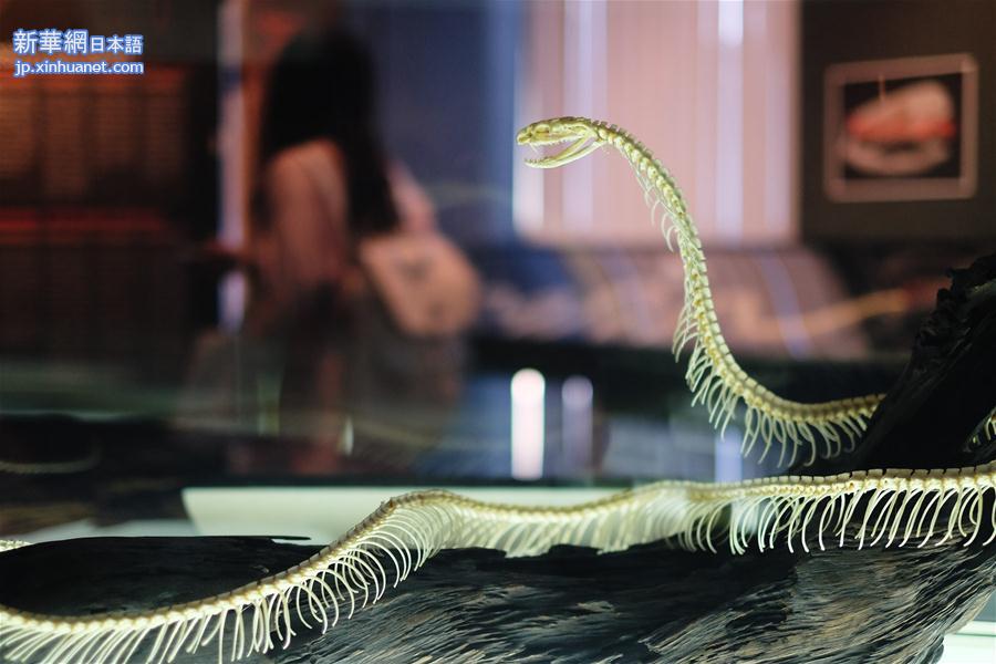 （国际·国际博物馆日）（5）泰国曼谷：走进蛇类博物馆