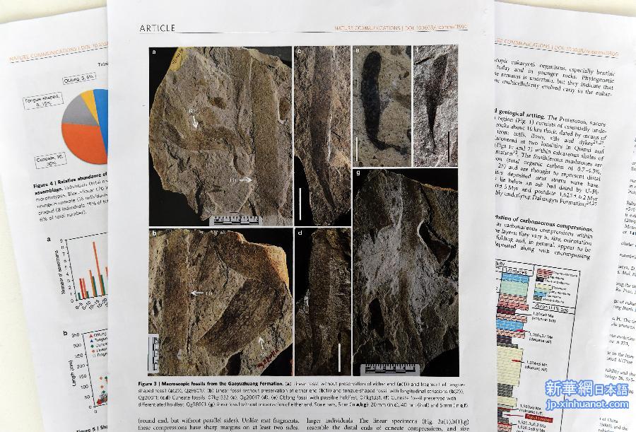 河北省で世界最古の大型多細胞生物化石群見つかる