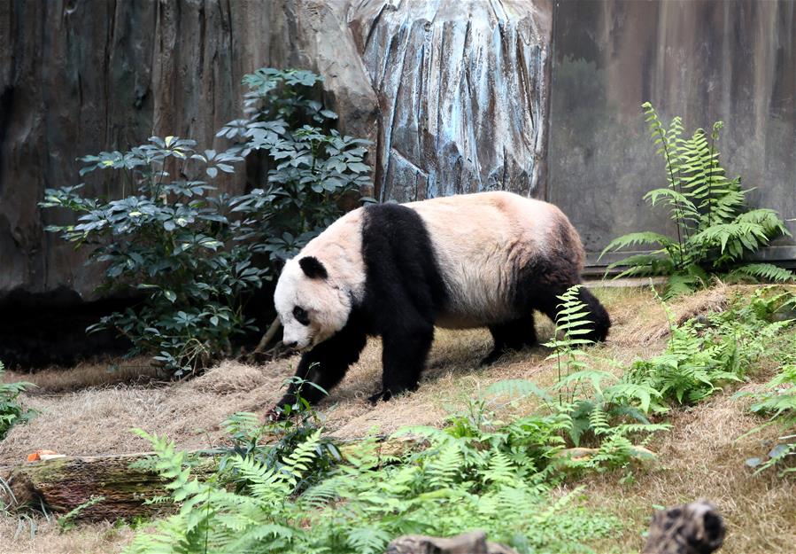 （图文互动）（5）特写：悉心饲养全球最老大熊猫　香港海洋公园盼与各地分享经验