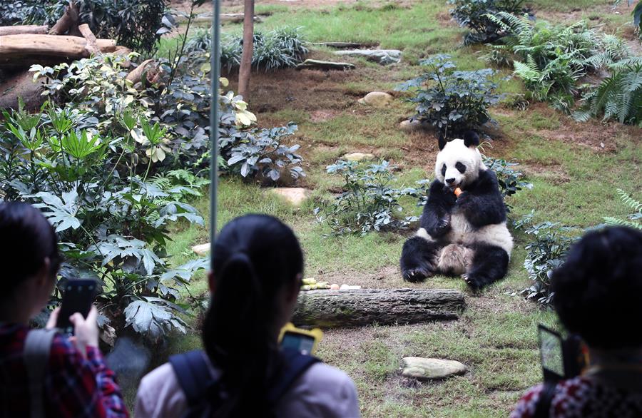 （图文互动）（2）特写：悉心饲养全球最老大熊猫　香港海洋公园盼与各地分享经验