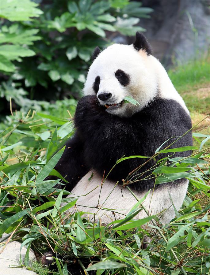 （图文互动）（1）特写：悉心饲养全球最老大熊猫　香港海洋公园盼与各地分享经验