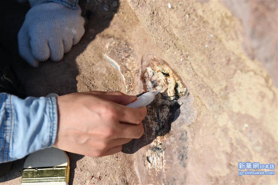 （晚报）（1）吉林延边发现疑似白垩纪早期恐龙化石群