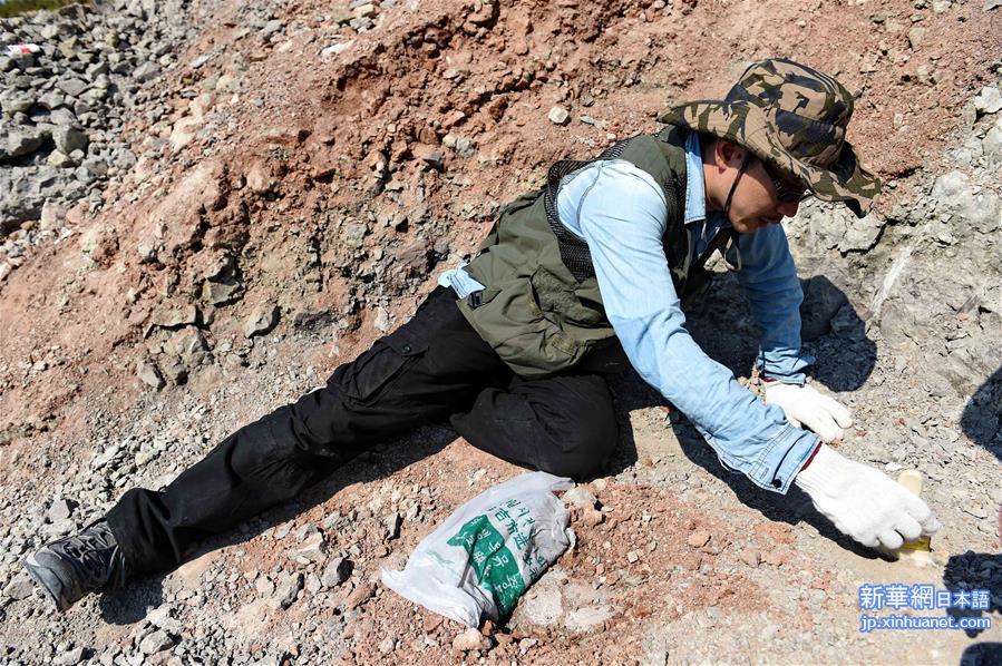（晚报）（2）吉林延边发现疑似白垩纪早期恐龙化石群
