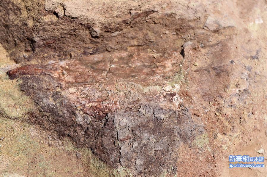 （晚报）（3）吉林延边发现疑似白垩纪早期恐龙化石群