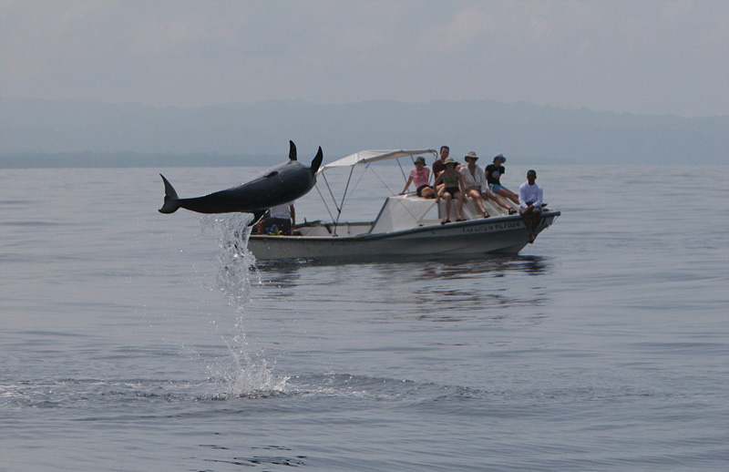 壮観！　コスタリカ沖でイルカがショーを繰り広げる