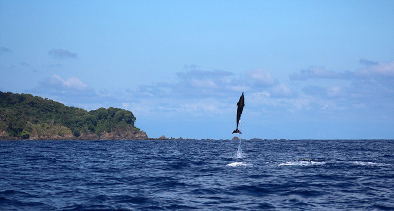 壮観！　コスタリカ沖でイルカがショーを繰り広げる