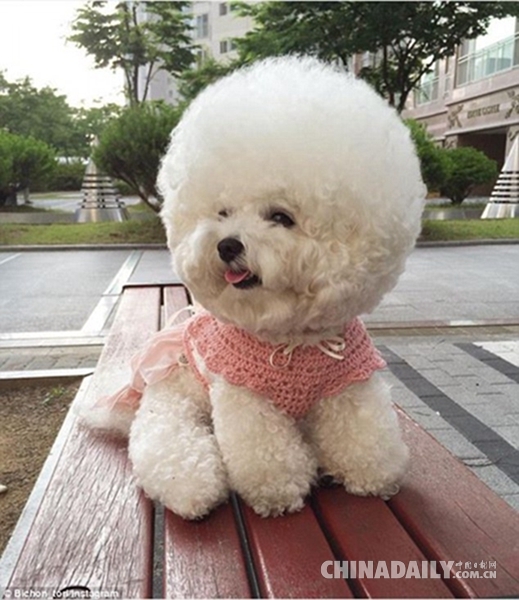 世界一かわいい犬 毛玉のようにふわふわ 新華網日本語